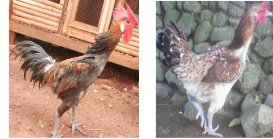 Gambar 3. Ayam Kampung Jantan (a) dan Ayam Kampung Betina (b) 