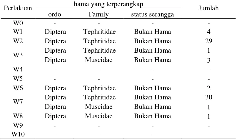 Tabel 3. Serangga lain yang terperangkap selama delapan pengamatan (ekor) 