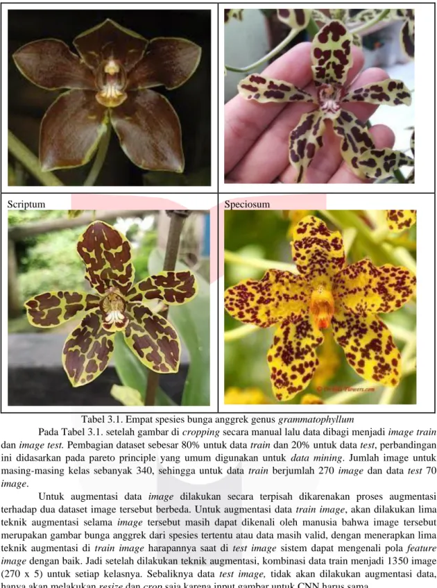 Tabel 3.1. Empat spesies bunga anggrek genus grammatophyllum 