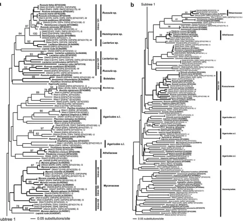 Fig. 1. Schematic representation of a typical fungal laccase between copper binding regions cbr I and cbr II