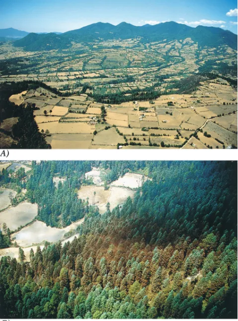 Figure 2. Aerial views of (a) agricultural expansion into the montane forest near the border of the states of Micho-acan and Mexico, 23 March 1999, and (b) agricultural encroachment on the southwestern border of the Campa-nario monarch butterfly overwinter