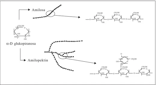 Gambar 1.   Rumus struktur amilosa dan amilopektin (Fen 2007).