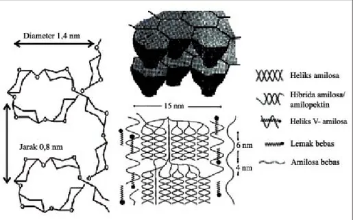 Gambar 3.  Struktur nano kristal granula pati (Fen 2007).
