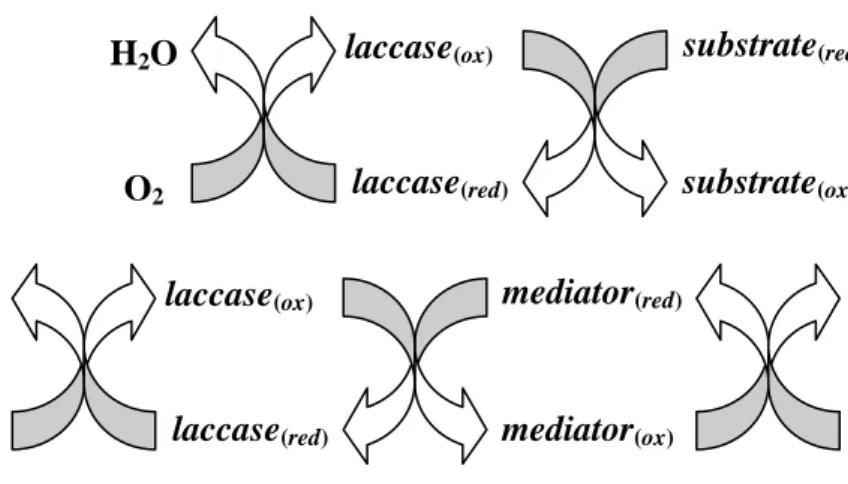 Gambar VII.2.  Mekanisme oksidasi substrat oleh lakase (Riva, 2005) H2O O2laccase(ox)laccase(red)substrate(red)substrate(ox)H2O O2laccase(ox)laccase(red)mediator(red)mediator(ox) substrate (ox)substrate (red(a) (b) 