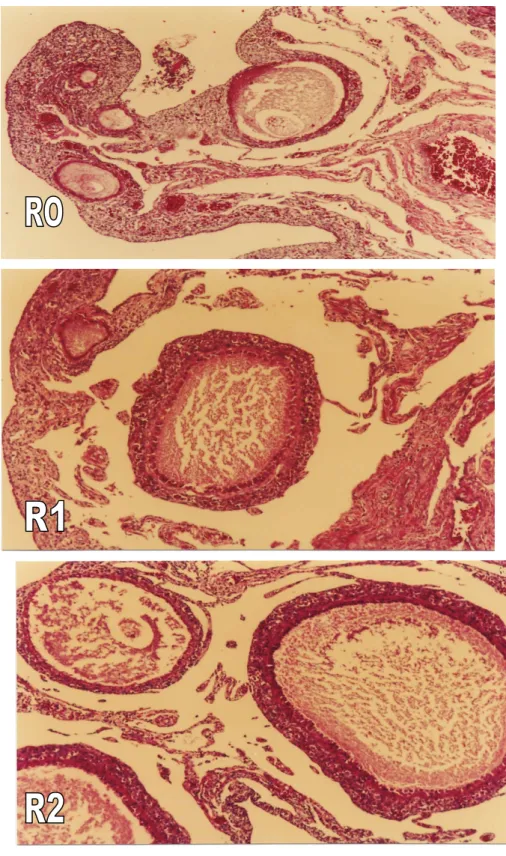 Gambar  11  Morphologi jaringan ovari perlakuan R0 (ransum basal), R1                          (ransum basal + 6% kaliandra + 3% kepala udang) dan R2 (ransum  