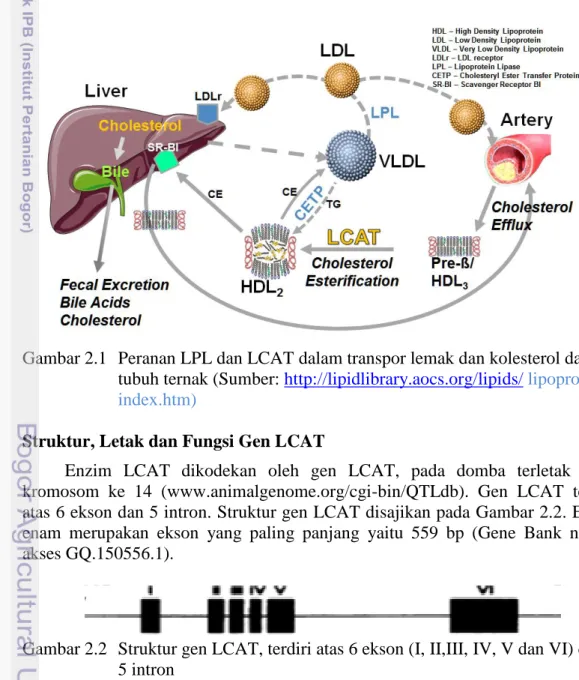 Gambar 2.1  Peranan LPL dan LCAT dalam transpor lemak dan kolesterol dalam   tubuh ternak (Sumber: http://lipidlibrary.aocs.org/lipids/ lipoprot/ 