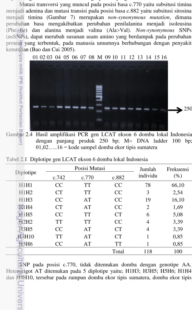 Gambar 2.4  Hasil  amplifikasi  PCR  gen  LCAT  ekson  6  domba  lokal  Indonesia  dengan  panjang  produk  250  bp;  M=  DNA  ladder  100  bp;  