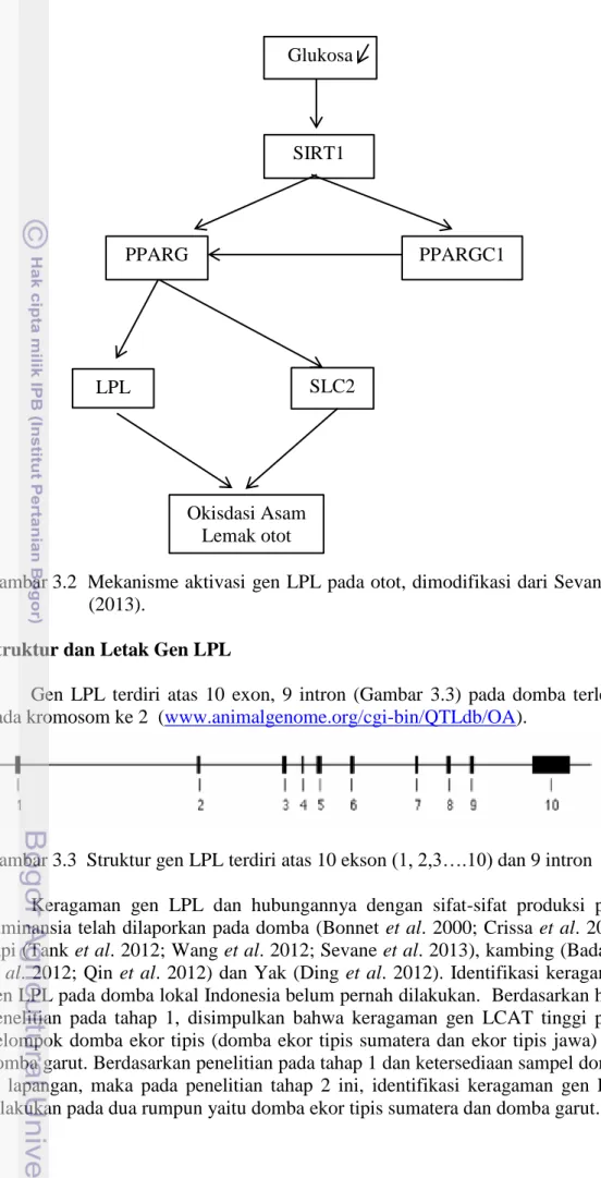 Gambar 3.2  Mekanisme aktivasi gen LPL pada otot, dimodifikasi dari Sevane  et al. 