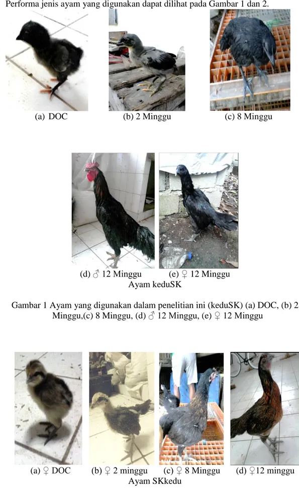 Gambar 1 Ayam yang digunakan dalam penelitian ini (keduSK) (a) DOC, (b) 2  Minggu,(c) 8 Minggu, (d) ♂ 12 Minggu, (e) ♀ 12 Minggu 