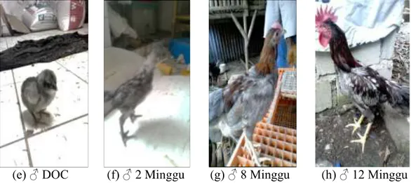 Gambar 2  Ayam yang digunakan pada penelitian ini (SKkedu) (a) ♀ DOC, (b) ♀  2  minggu,  (c)  ♀  8  Minggu,  (d)  ♀12  minggu,  (e)  ♂  DOC,  (f)  ♂  2  Minggu, (g) ♂ 8 Minggu, (h) ♂ 12 Minggu 