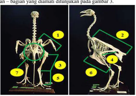 Gambar 3. Bagian – bagian tubuh ayam yang diukur