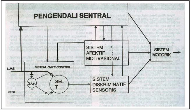 Gambar 3. Teori Gate Control  (Walton RE. Prinsip dan praktik ilmu         endodonsi. Alih Bahasa: Narlan Sumawinta, Winiarti Sidharta,  Bambang Nursasongko
