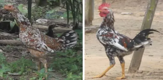 Gambar 2: ayam kampung betina dan ayam kampung jantan di kecamatan Kampung Rakyat