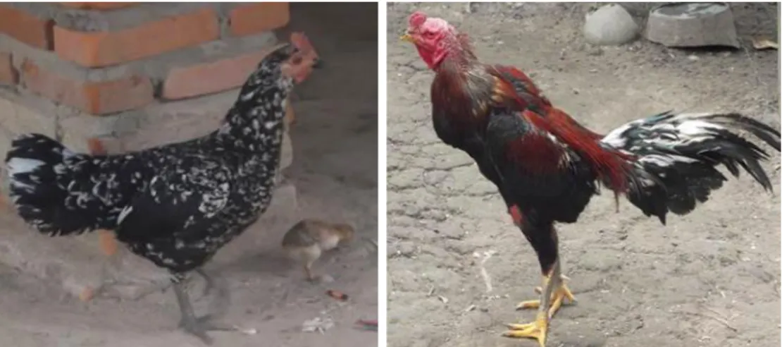 Gambar 5: ayam kampung betina dan ayam kampung jantan di kecamatan Kota Pinang