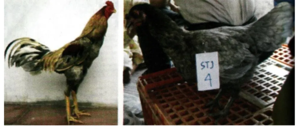 Gambar 2.  Ayam Sentul Jantan dan Betina. 