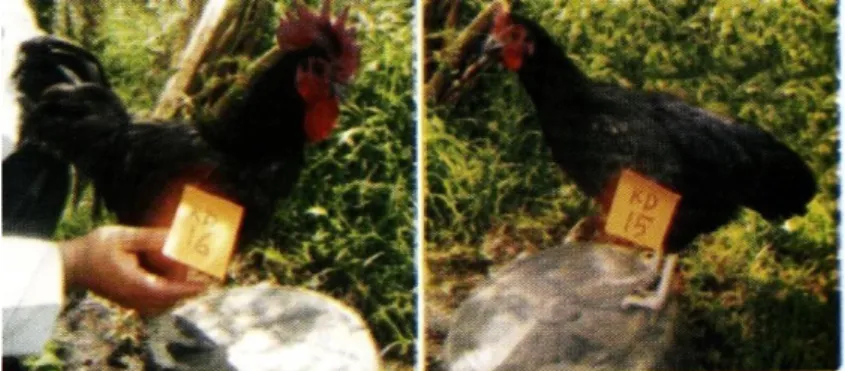 Gambar ayam Kedu jantan dan betina dapat dilihat pada Gambar 3. 