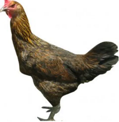 Gambar 2. (a). Ayam Pelung Jantan dan (b). Ayam Pelung Betina 