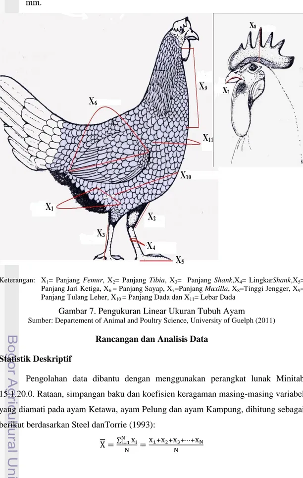 Gambar 7. Pengukuran Linear Ukuran Tubuh Ayam 