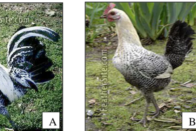 Gambar 1. Ayam Arab Jantan (A) dan Betina (B)