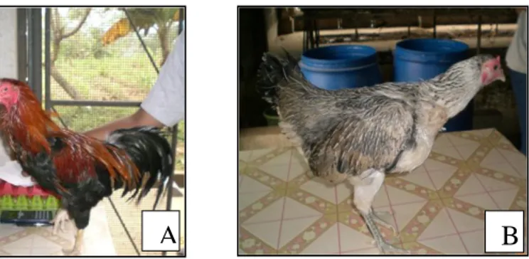 Gambar 2. Ayam Kampung Jantan (A) dan Betina (B) 