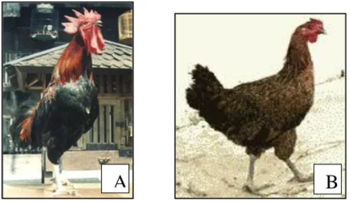 Gambar 3. Ayam Pelung Jantan (A) dan Betina  (B)  Sumber : Iskandar dan Saepudin (2004) 