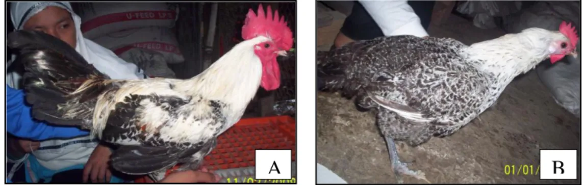 Gambar 8. Ayam Arab Jantan (A) dan Betina (B) yang Diamati 