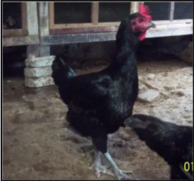 Gambar 9. Ayam Kampung Jantan (A) dan Betina (B) yang Diamati  