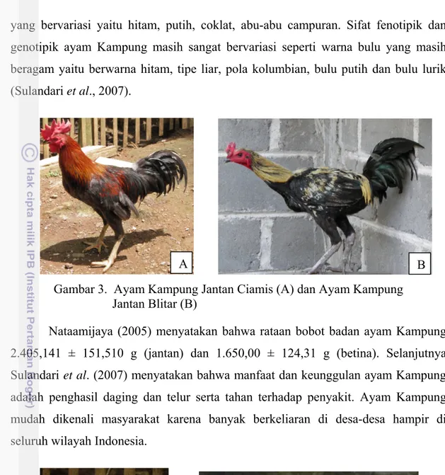 Gambar 3.  Ayam Kampung Jantan Ciamis (A) dan Ayam Kampung                                  Jantan Blitar (B) 