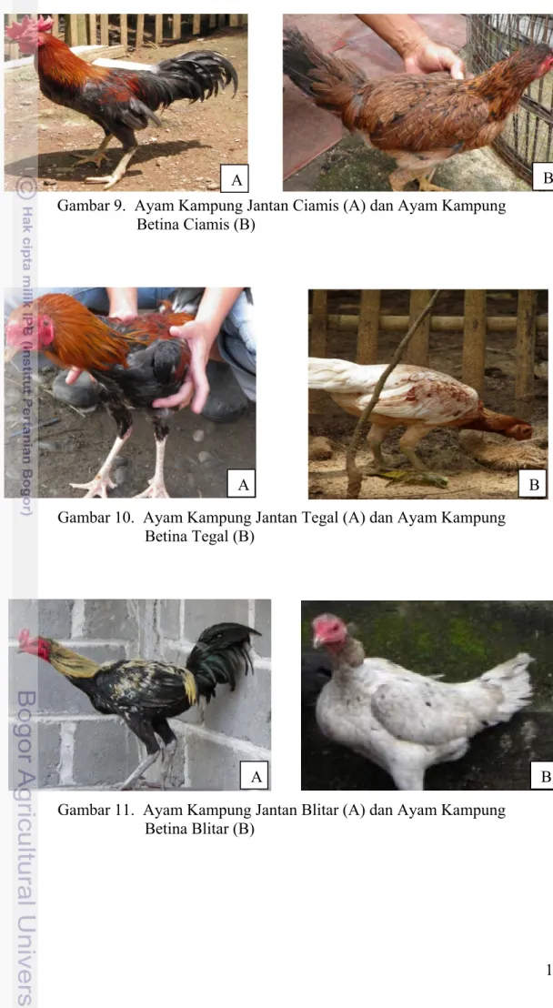 Gambar 9.  Ayam Kampung Jantan Ciamis (A) dan Ayam Kampung                                   Betina Ciamis (B) 