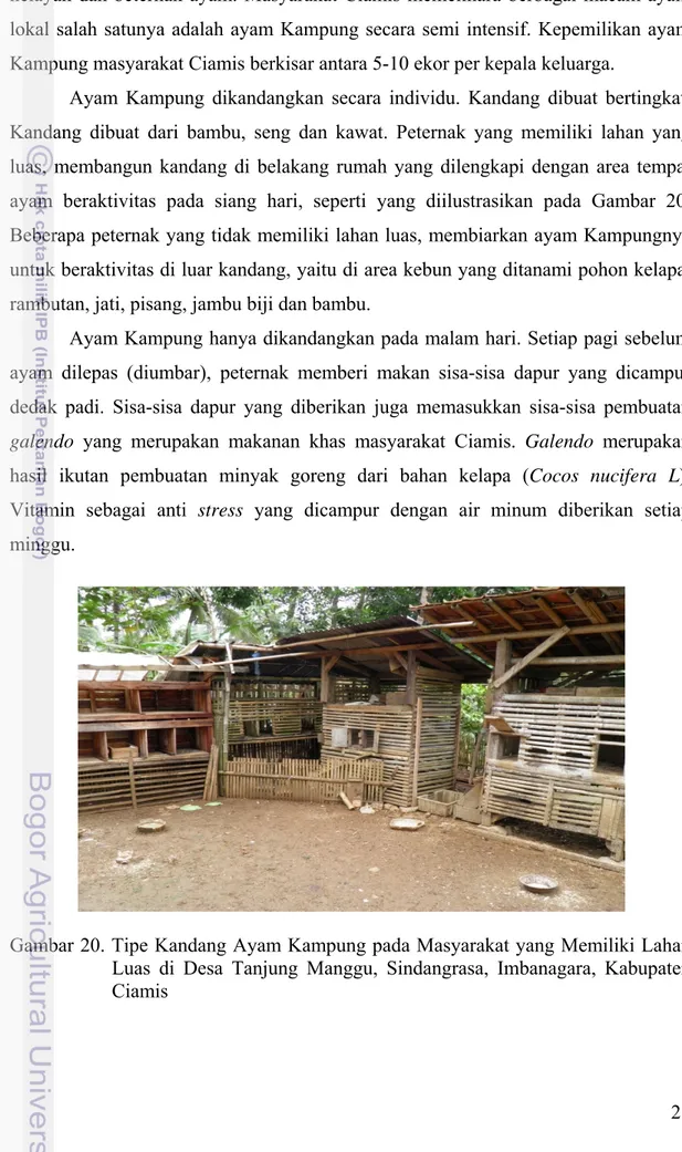 Gambar 20. Tipe Kandang Ayam Kampung pada Masyarakat yang Memiliki Lahan  Luas di Desa Tanjung Manggu, Sindangrasa, Imbanagara, Kabupaten  Ciamis 