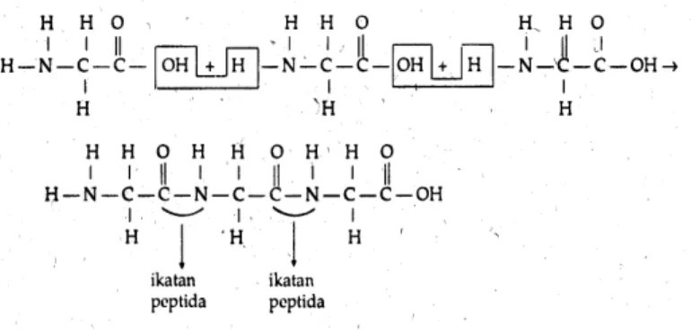 Gambar 1. Struktur protein 