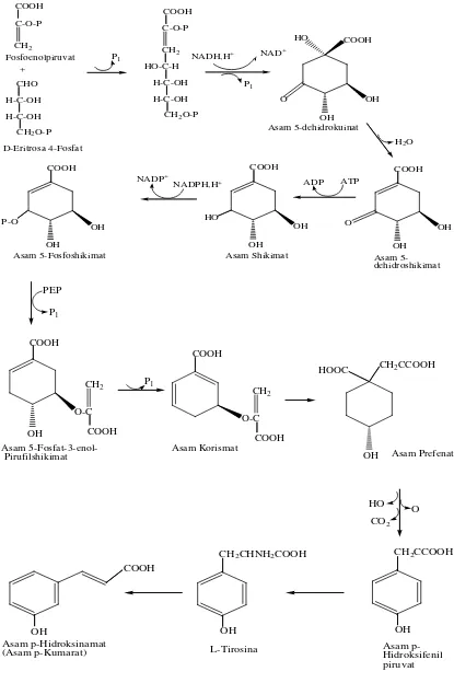 Gambar 2.5. Biosintesa Fenil Propanoid 