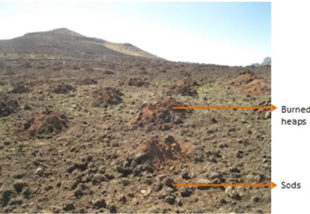 Figure 2. Heaps of soills under ‘‘guiee’’ and unburneMaed soil clods aarch, 2012) associated withh sods (Photo bby Tadele Amaare, 