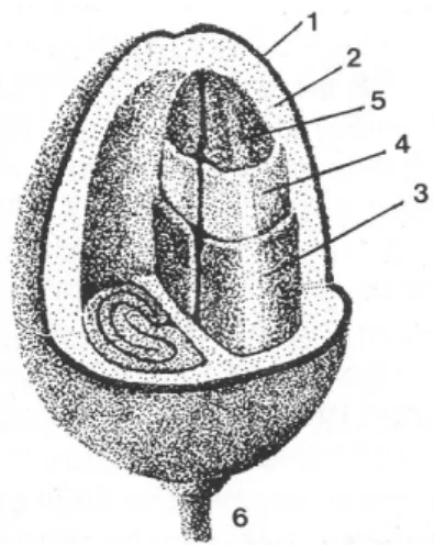 Gambar 1. Potongan penampang buah kopi. 
