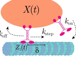 Fig. 1 Schematic describing the binding, unbinding, and stepping of motors. The positions ofbound, the motor can step, incrementingaxis of the microtubule
