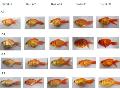 Gambar 3. Perubahan Warna Ikan Maskoki (Carasius auratus) 