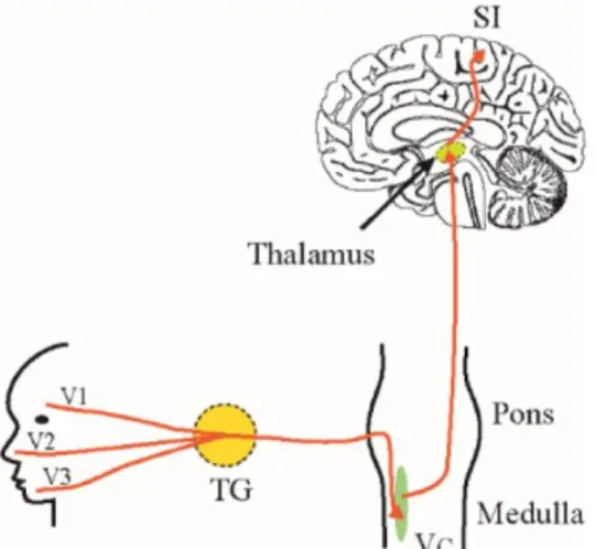 Gambar Penjalaran impuls nervus trigeminal. 