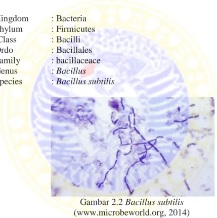 Gambar 2.2 Bacillus subtilis  (www.microbeworld.org, 2014) 