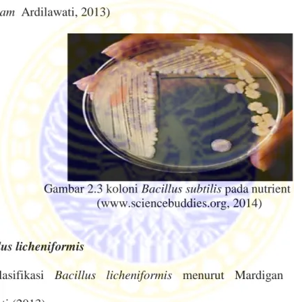 Gambar 2.3 koloni Bacillus subtilis pada nutrient agar  (www.sciencebuddies.org, 2014) 