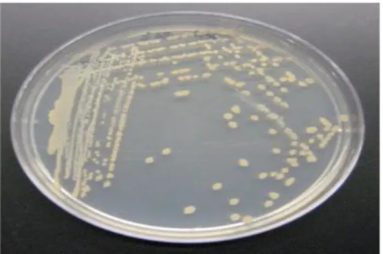 Gambar 2.4 koloni Bacillus licheniformis pada nutrient agar  (www.sciencebuddies.org, 2014) 