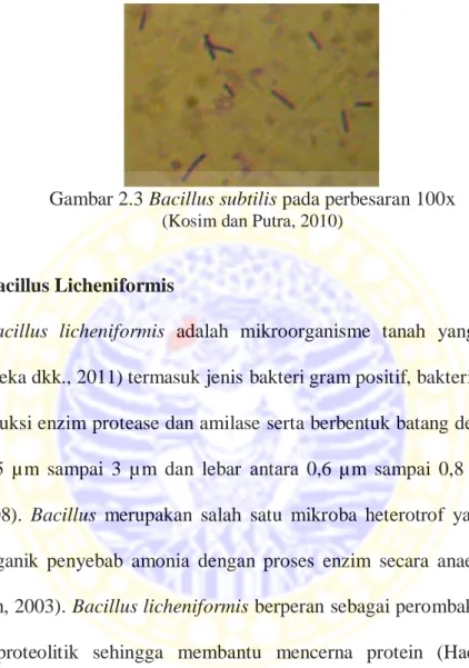 Gambar 2.3 Bacillus subtilis pada perbesaran 100x  (Kosim dan Putra, 2010) 