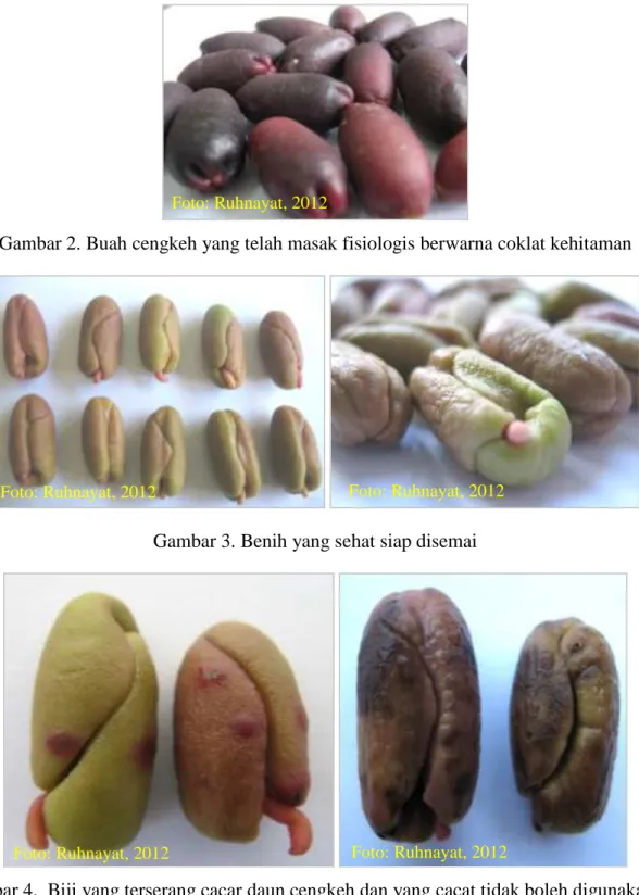 Gambar 3. Benih yang sehat siap disemai 