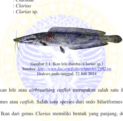 Gambar 2.1. Ikan lele dumbo (Clarias sp.)  Sumber: http://www.fao.org/fishery/species/2982/en 