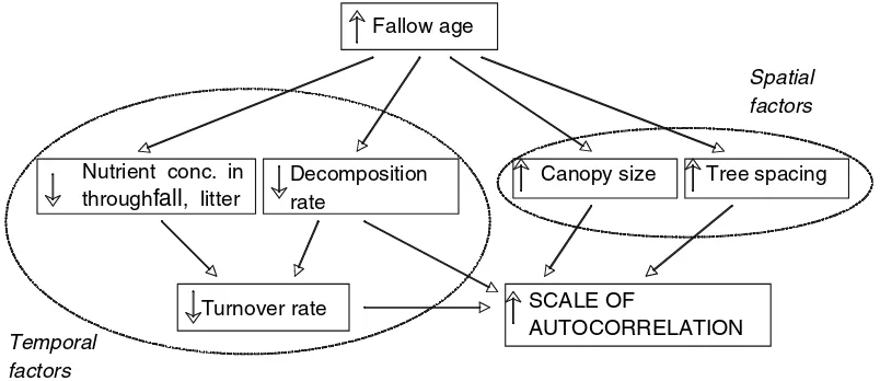 Fig. 4 Hypothesized impact of temporal and spatial factorson the scale of autocorrelation in the top 5 cm of soil in a drytropicalforest