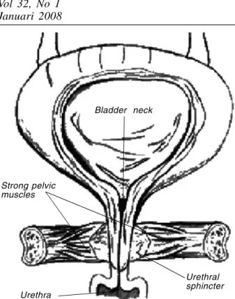 Gambar 2.  Otot dasar pelvis yang kuat menyebabkan uretra tertutup rapat 1Urethra Urethral sphincterBladder  neckStrong pelvicmuscles