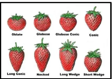 Gambar 1.  Bentuk Stroberi Menurut  (USDA) 1 
