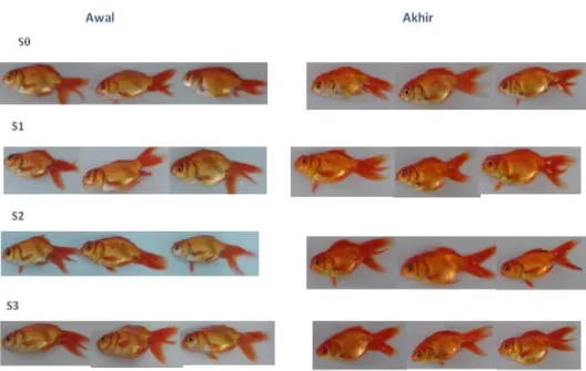 Gambar 2. Perubahan Warna Ikan Maskoki (Carassius auratus)  Berdasarkan  hasil 