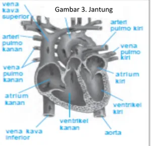 Gambar 3. Jantung  