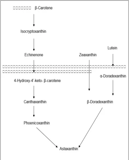Gambar 1. Mekanisme Konversi β-carotene, Zeaxanthin dan Luthein Menjadi   Astaxanthin