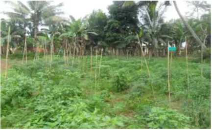 Gambar 4. Lahan Penelitian 